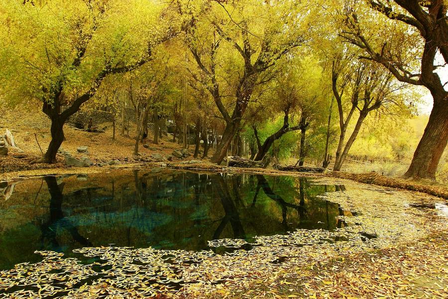 Autumn willows, Khaplu